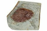 Detailed Fossil Leaf (Celtis) - Montana #262496-1